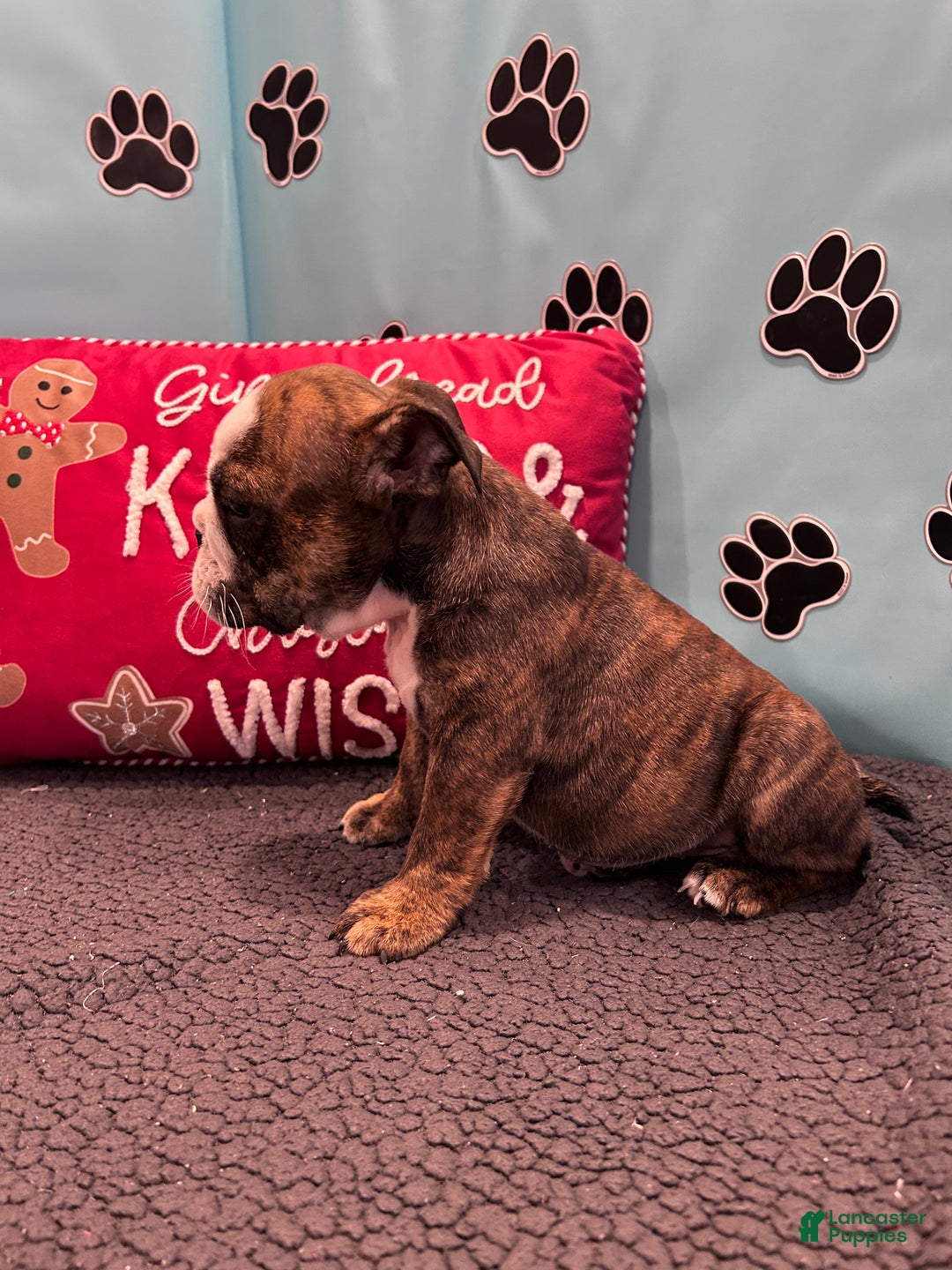 English Bulldog dogs for sale: BAILEY - Ad 9