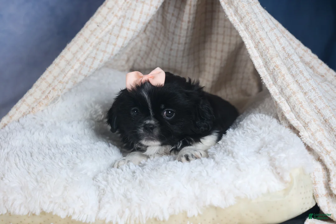 Shih Tzu dogs for sale: JESSIE - Ad 4