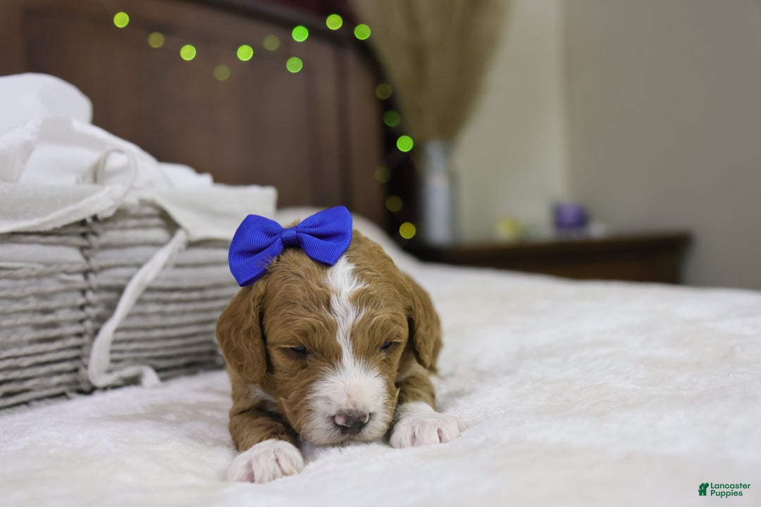 Goldendoodle dogs for sale: Yeti - Ad 4