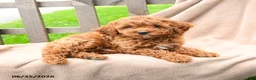 Cavapoo dogs for sale: Keegan - Ad 4