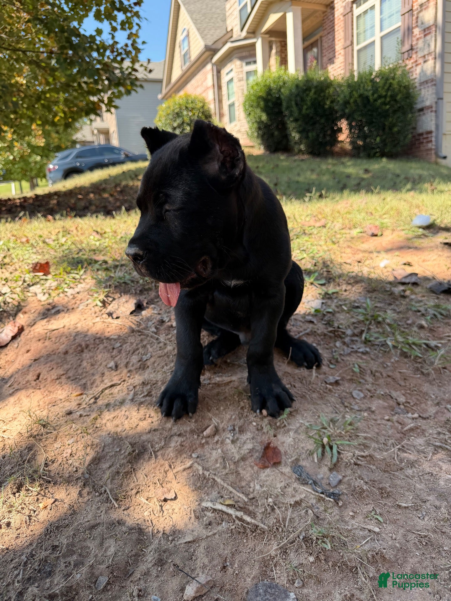 Cane Corso dogs Cane Corso 3 - Ad 2
