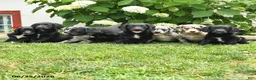 Labradoodle dogs for sale: Daisy - Ad 3