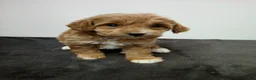 Cavapoo dogs for sale: Dalio - Ad 4