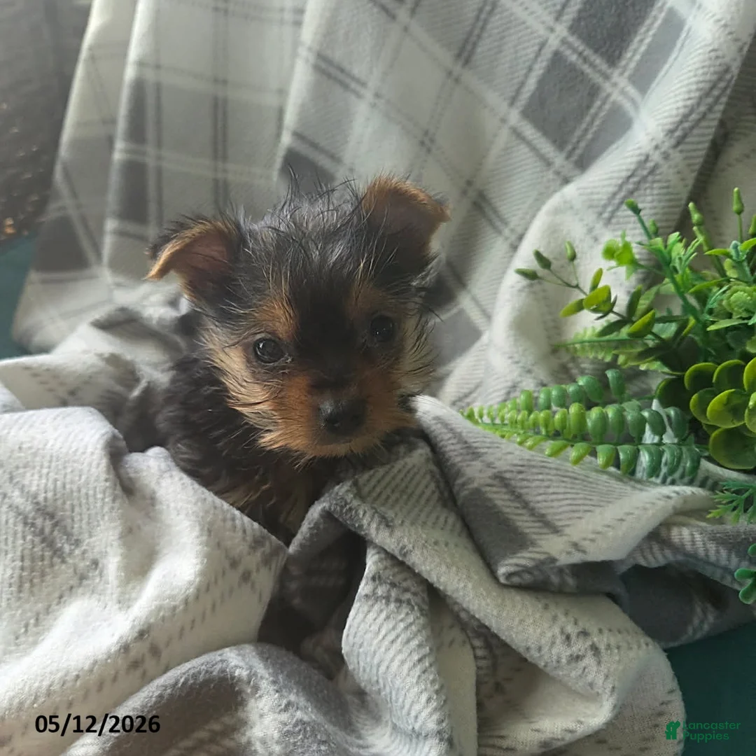 Yorkshire Terrier dogs for sale: Hamlet - Ad 1