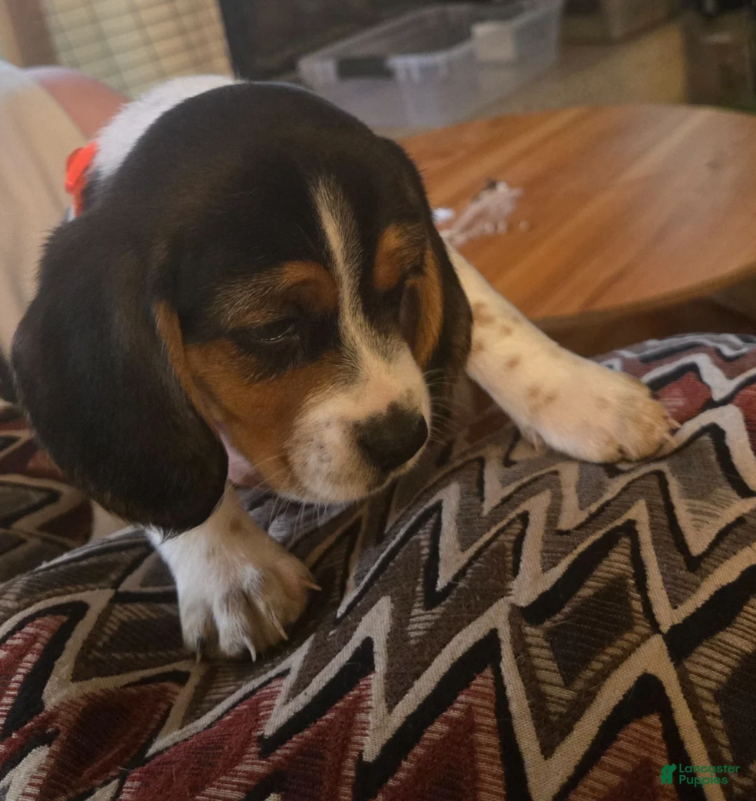 Beagle dogs for sale: Beagle 1 - Ad 1