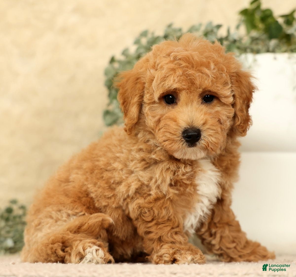 Bichpoo dogs Yoda - Ad 1