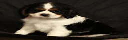 Cavalier King Charles Spaniel dogs for sale: Paul - Ad 9