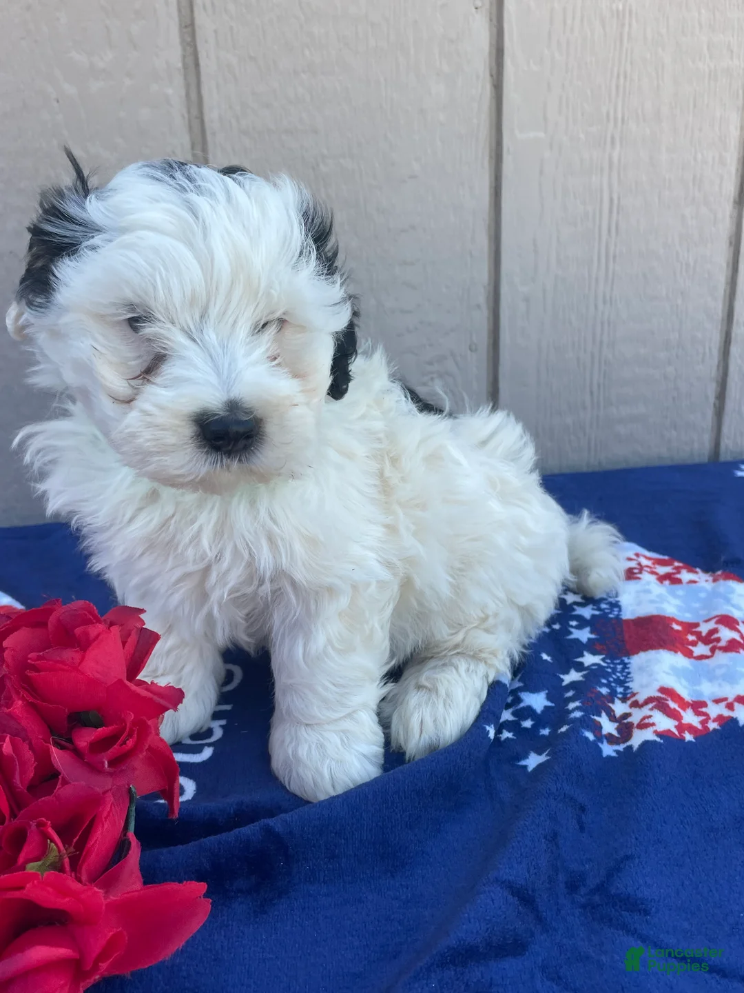 Mini Bernedoodle dogs for sale: Bailey - Ad 2