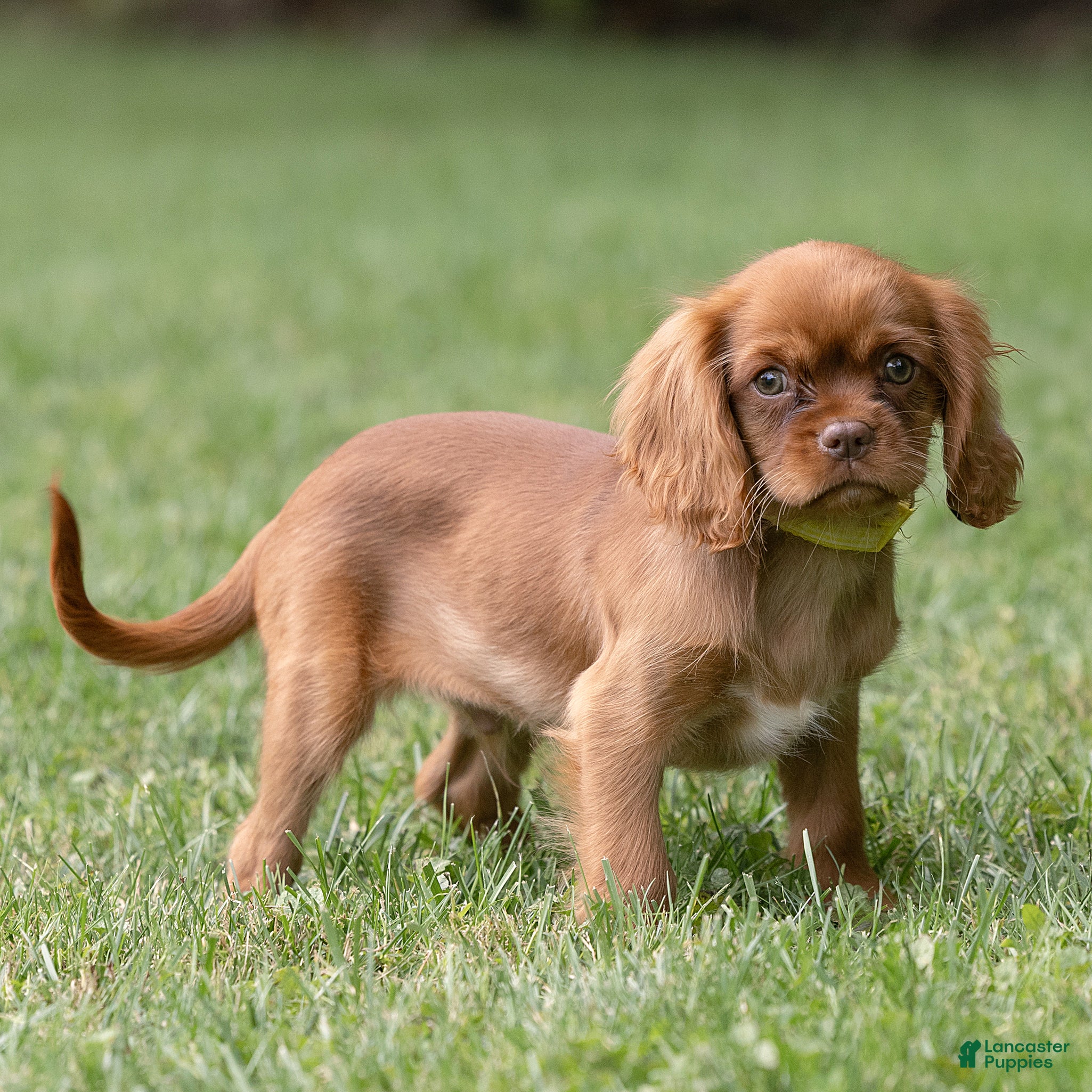 Cavalier King Charles Spaniel dogs Pepper Cavalier King Charles Spaniel  - Ad 2