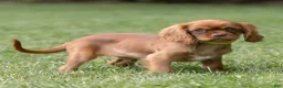 Cavalier King Charles Spaniel dogs for sale: Pepper Cavalier King Charles Spaniel  - Ad 2