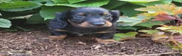 Miniature Dachshund dogs for sale: Vander - Ad 34