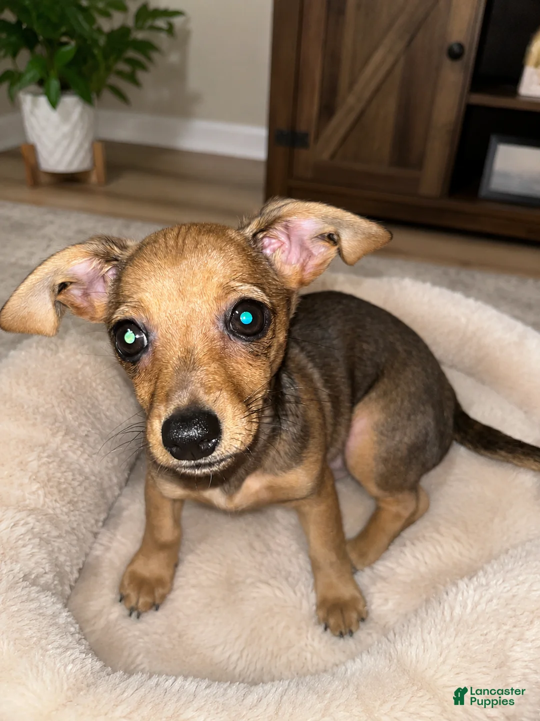 Chiweenie dogs for sale: Chiweenie 2 - Ad 1