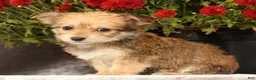 Yochon dogs for sale: Trinity - Ad 1