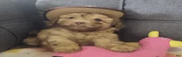 Maltipoo dogs for sale: Joedirt - Ad 7