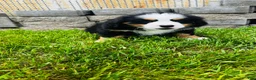 Bernese Mountain Dog dogs for sale: Remington - Ad 6