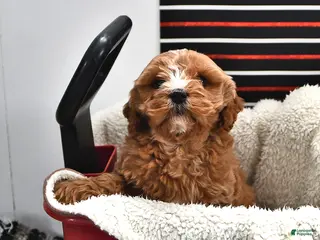 Cavapoo dogs for sale: Skipper - Ad 2