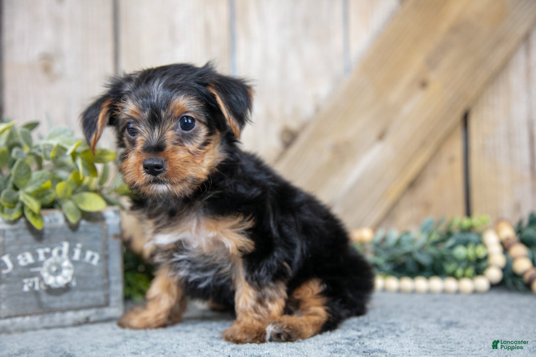 Yorkshire Terrier dogs for sale: Micky - Ad 2