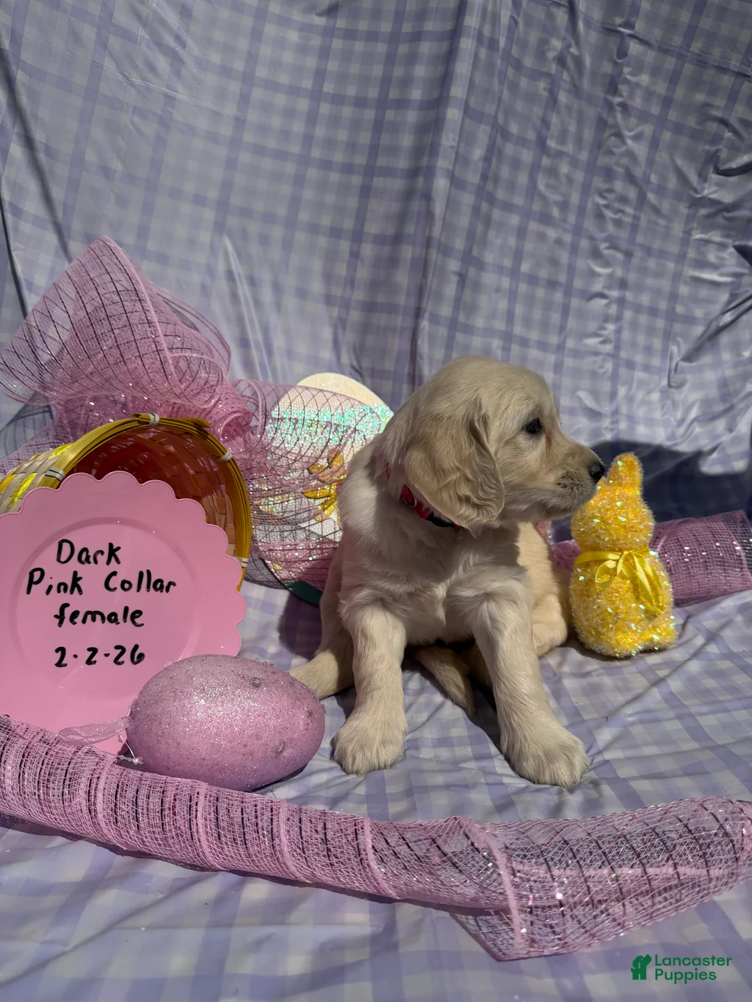 Golden Retriever dogs for sale: Dark Pink Collar - Ad 2