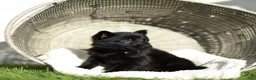 German Shepherd dogs for sale: Faye German Shepherd  - Ad 5