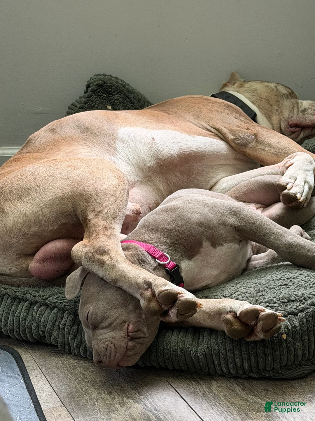 American Bully dogs for sale: NAIROBI The XL Bully - Ad 14