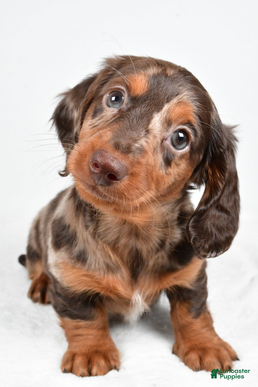 Miniature Dachshund dogs for sale: Angel - Ad 9