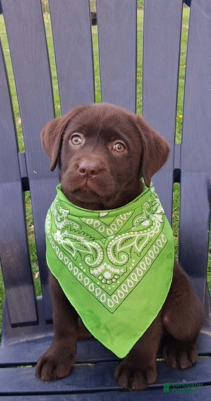 Labrador Retriever dogs Lucky Lucy - Ad 2