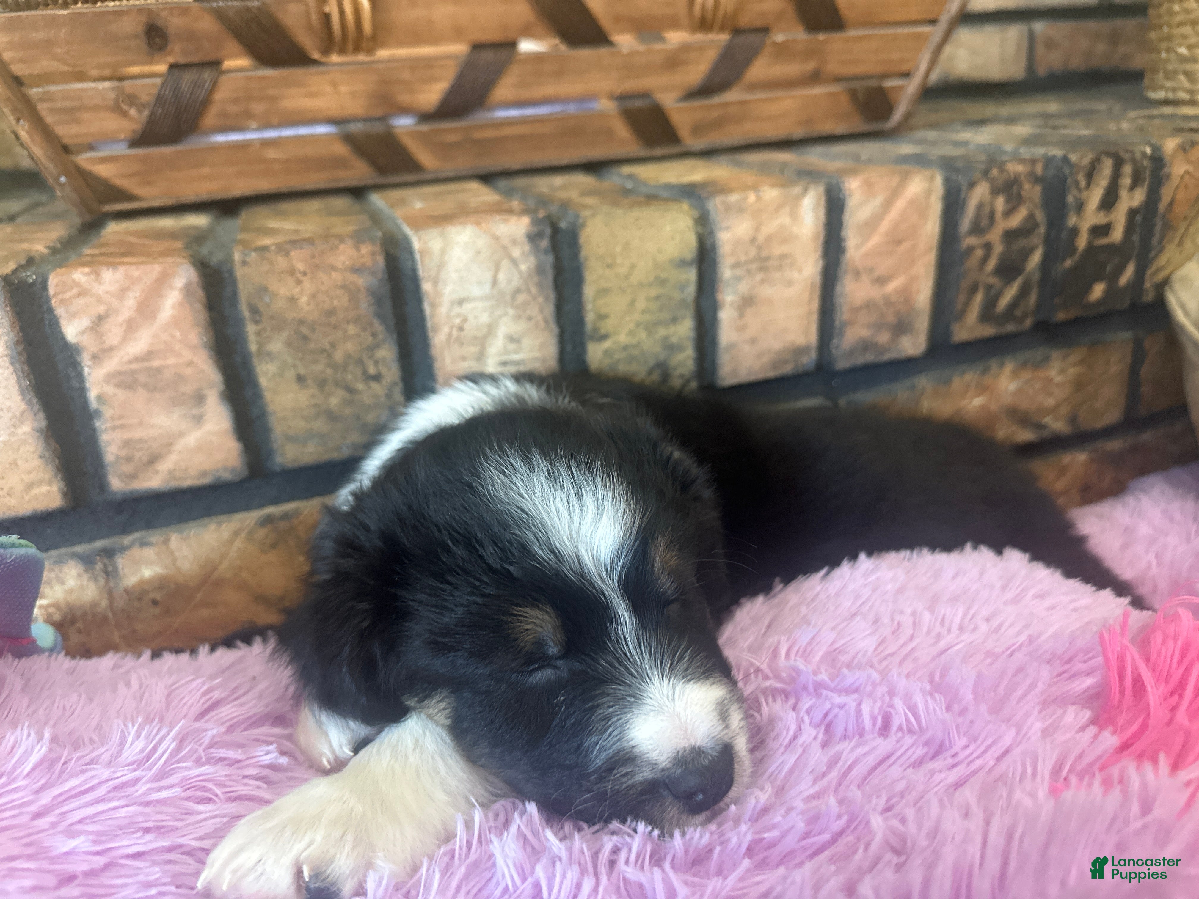 Australian Shepherd dogs Bolt - Ad 9