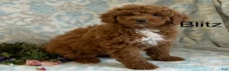 Mini Goldendoodle dogs for sale: Blitz - Ad 2