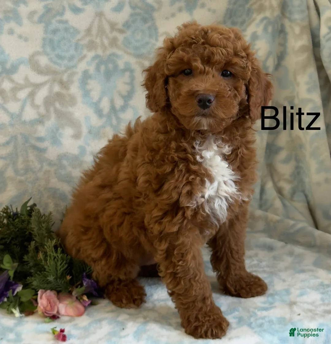 Mini Goldendoodle dogs for sale: Blitz - Ad 2
