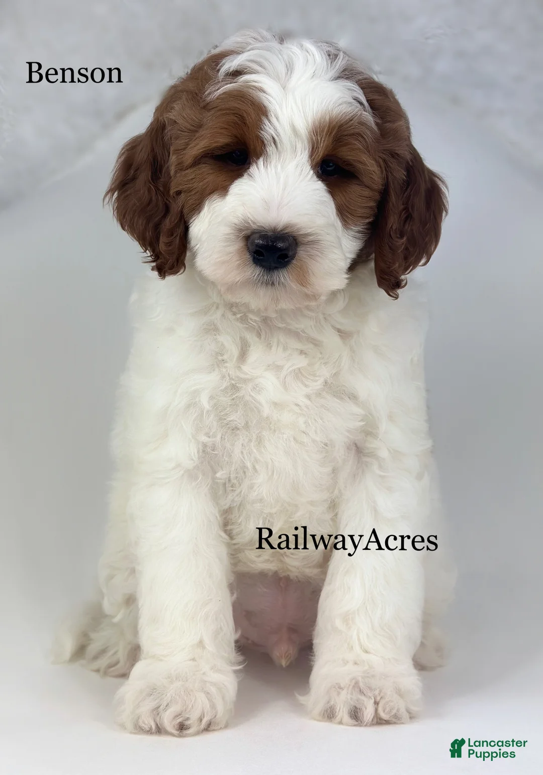 Mini Goldendoodle dogs for sale: Benson - Ad 1