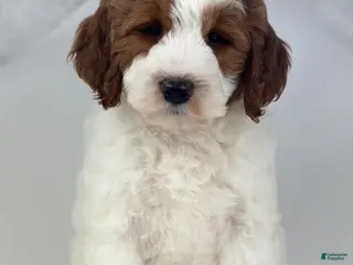 Mini Goldendoodle dogs Benson - Ad 30