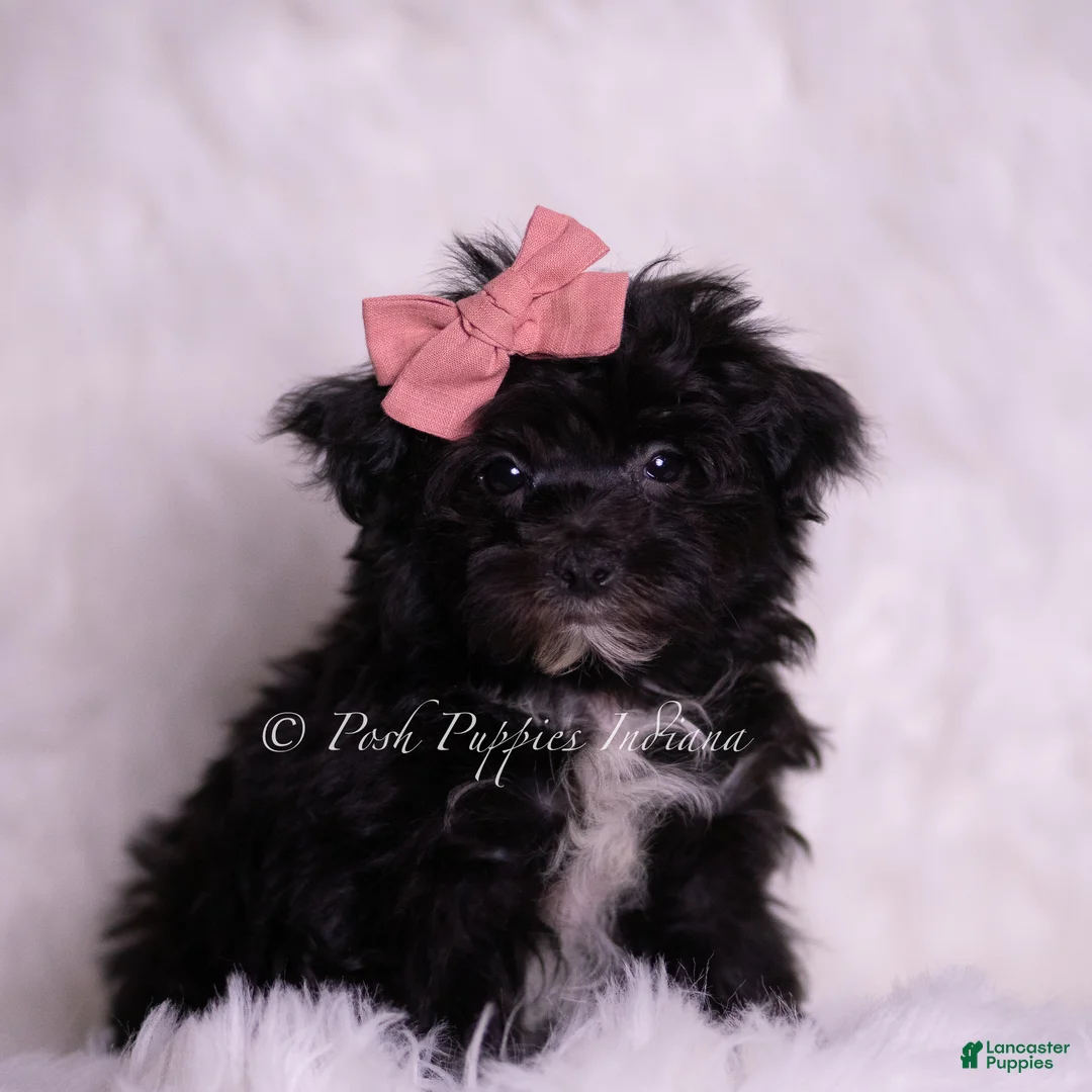 Morkie dogs for sale: Boogie - Ad 5