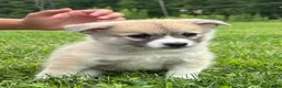 Pomsky dogs for sale: Pomsky 1 - Ad 1