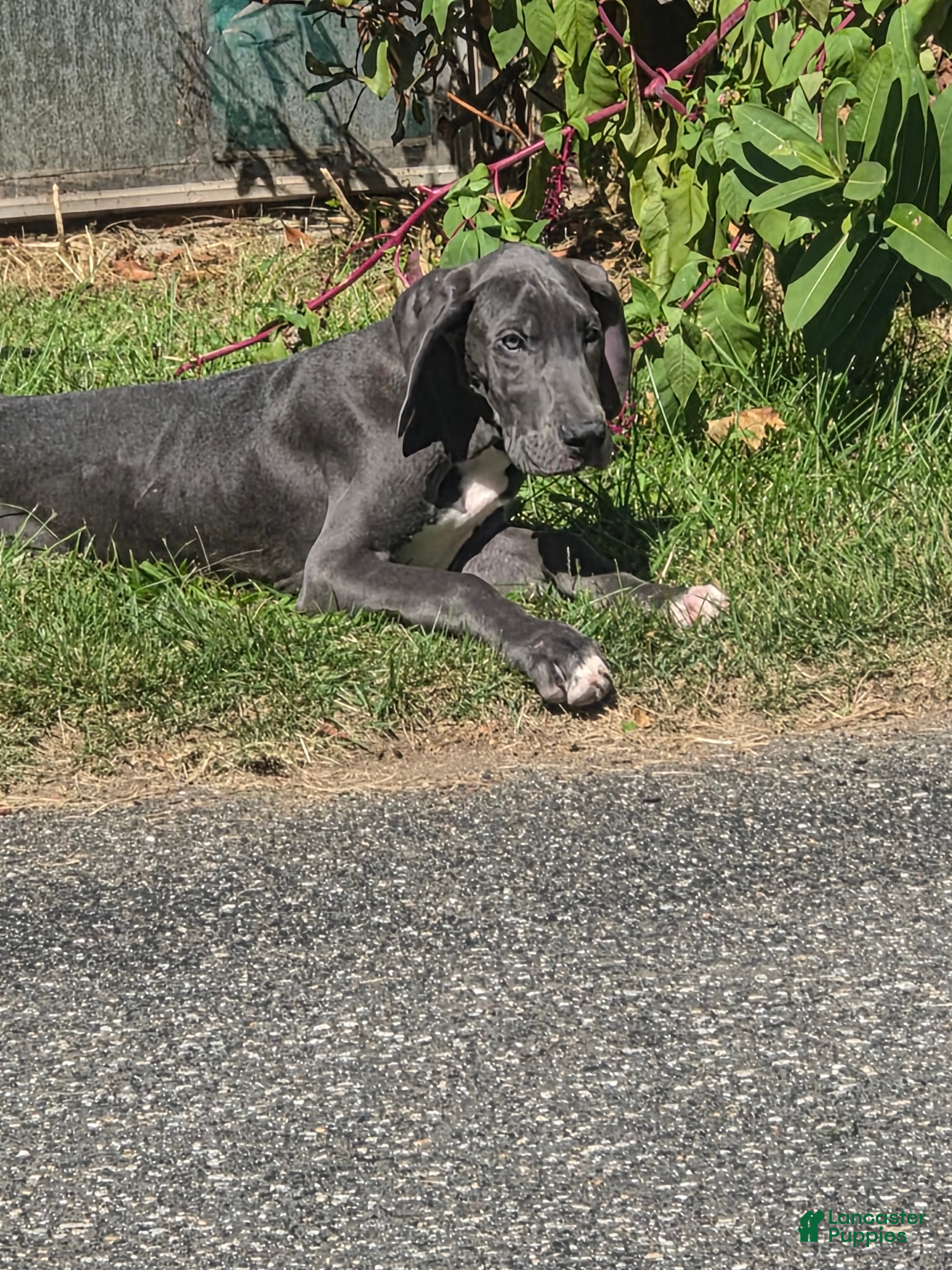 Great Dane dogs Great Dane 7 - Ad 1