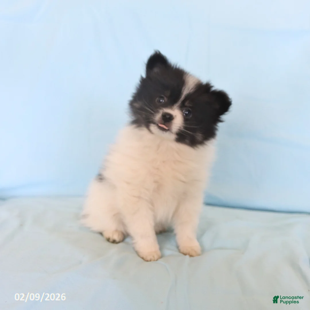 Pomeranian dogs for sale: Lincoln - Ad 5