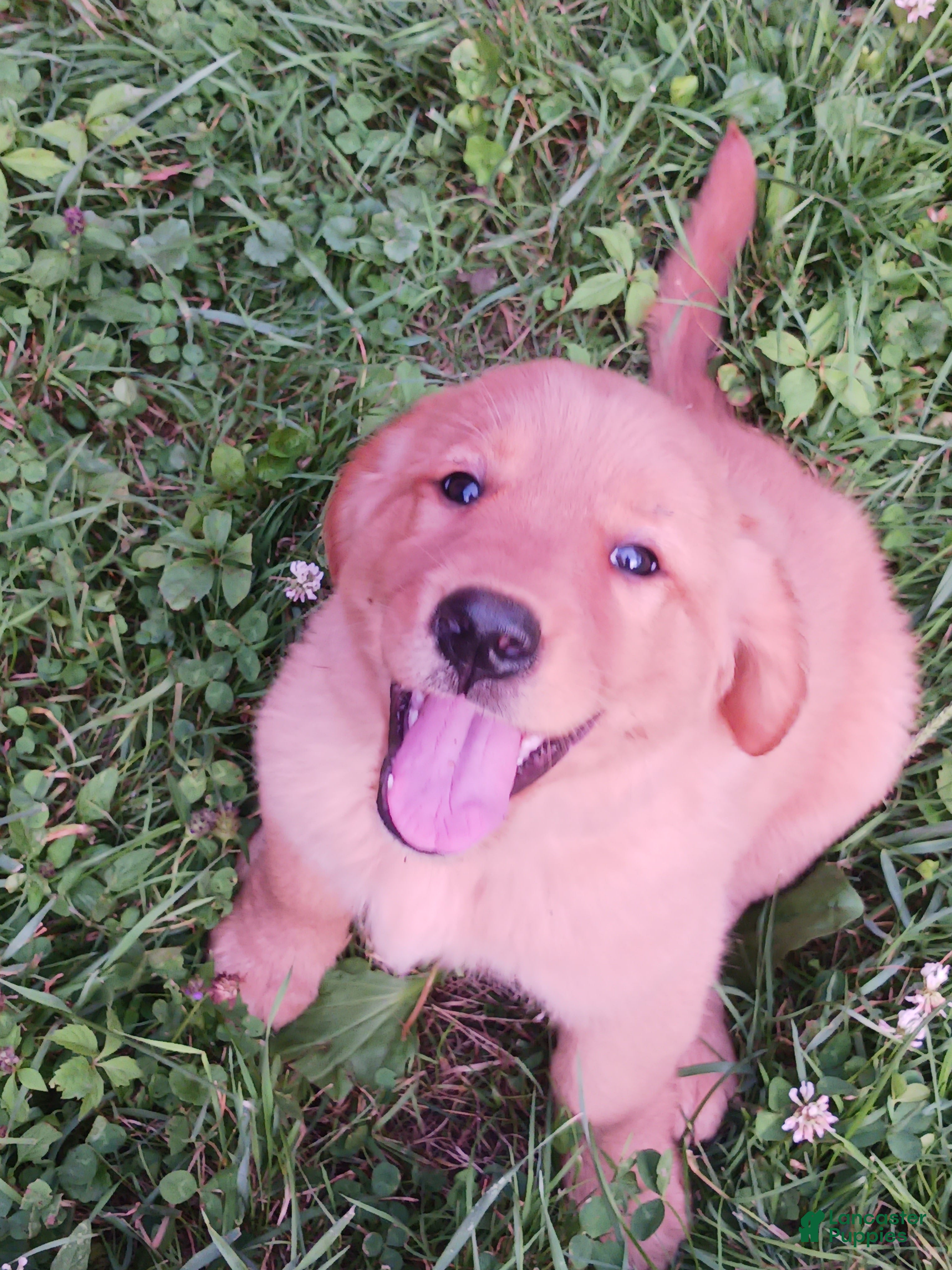 Golden Retriever dogs Coconut - Ad 2