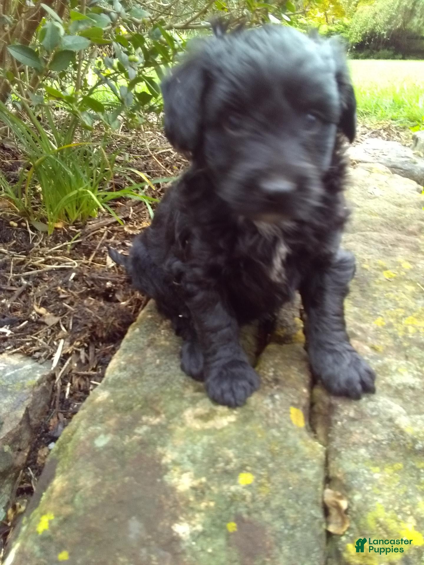 Mini Aussiedoodle dogs Darcy - Ad 2
