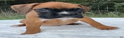 Boxer dogs for sale: Art - Ad 6