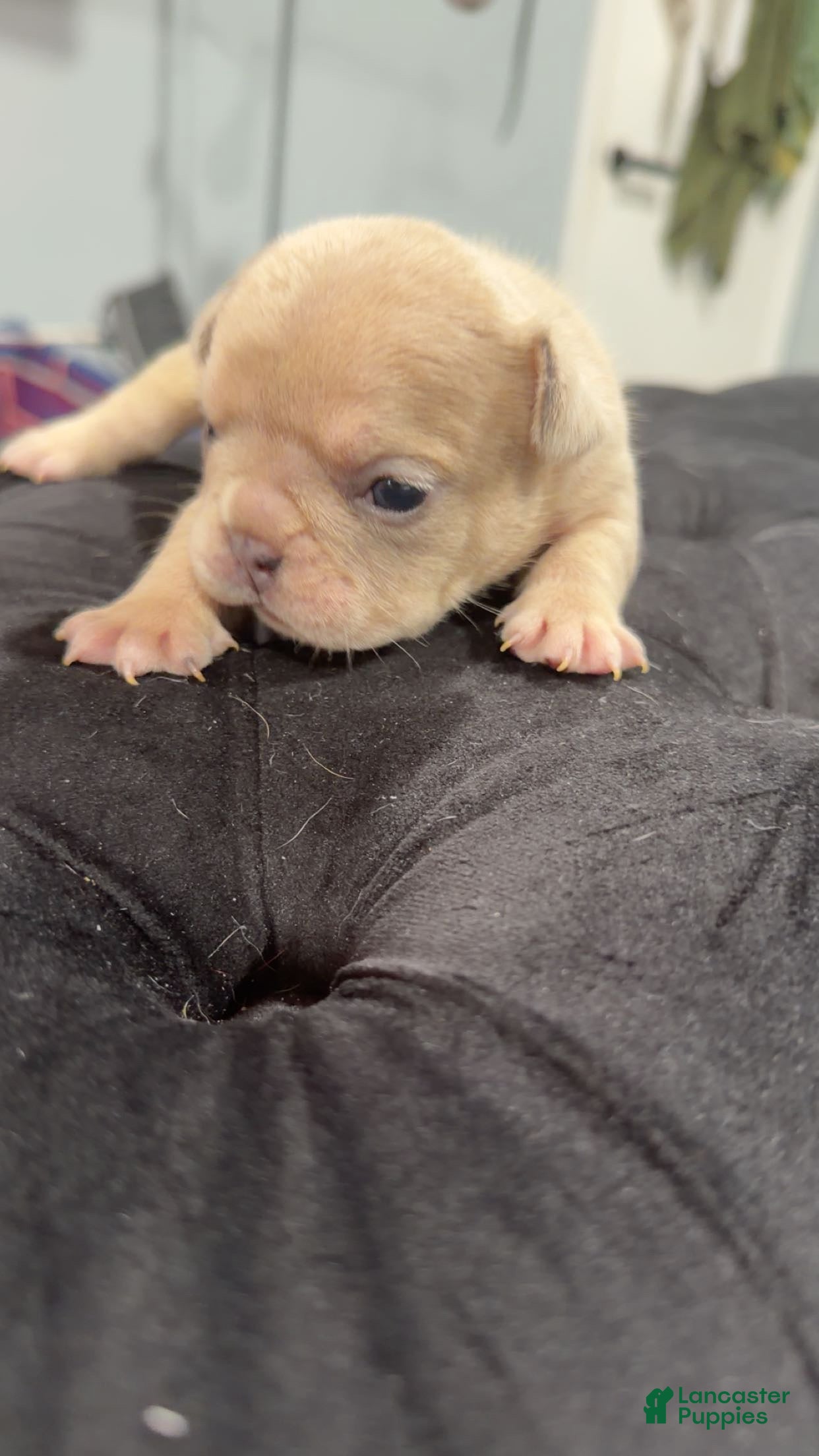 French Bulldog dogs French Bulldog Puppy 2 - Ad 14