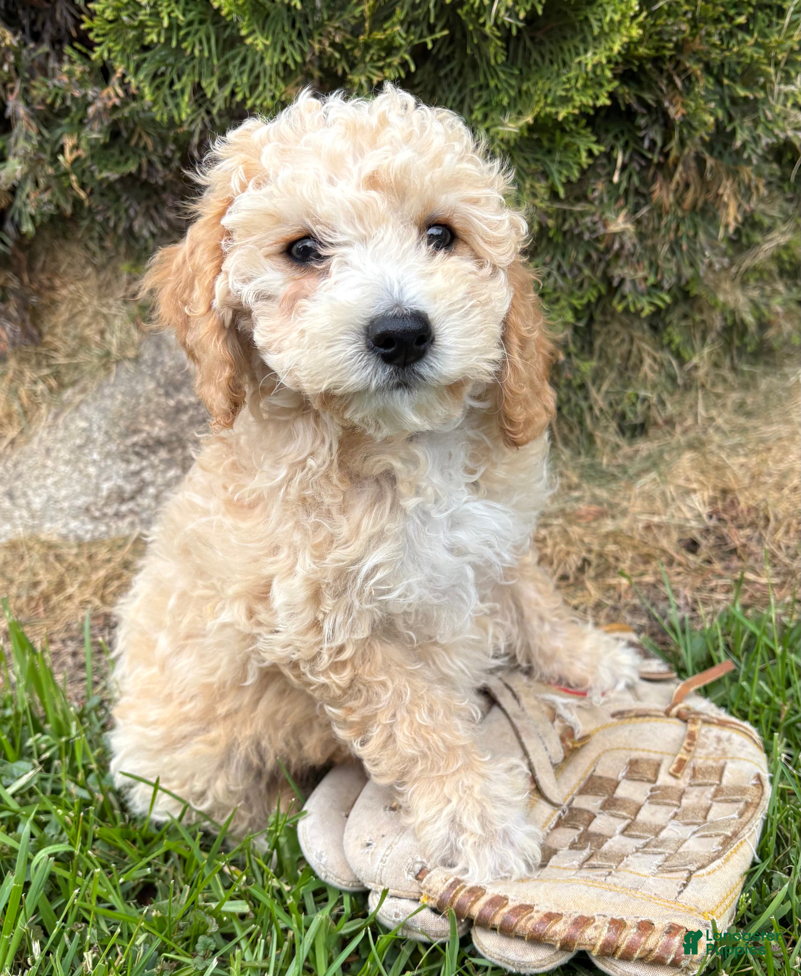 Bichpoo dogs Jace - Ad 2