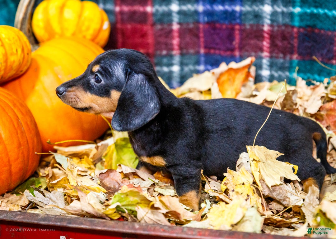 Miniature Dachshund dogs for sale: Roger - Ad 14