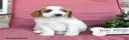 Miniature Poodle dogs for sale: Lilly - Ad 4
