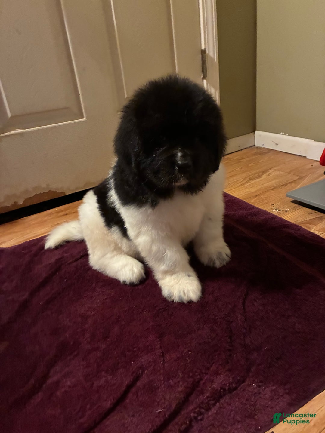 Newfoundland dogs for sale: Newfoundland Puppy 1 - Ad 2