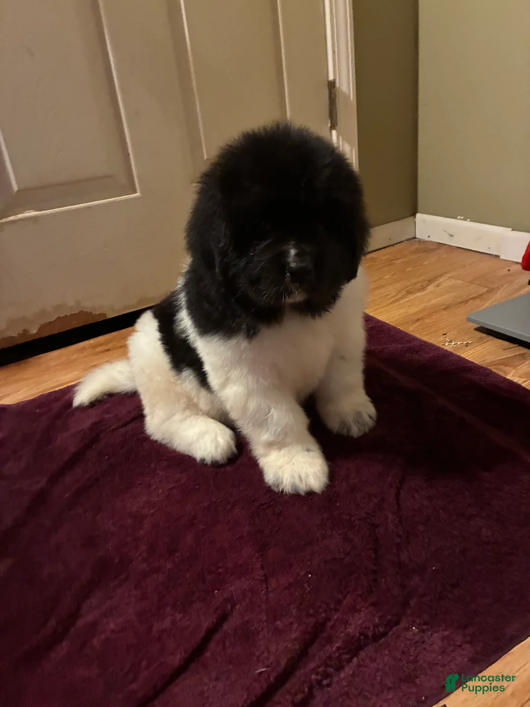 Newfoundland dogs for sale: Newfoundland Puppy 1 - Ad 2