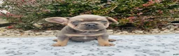 French Bulldog dogs for sale: Sadie - Ad 13