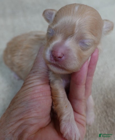 Maltipoo dogs Teacup Duchess  - Ad 10