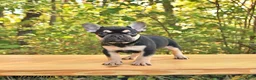 French Bulldog dogs for sale: Ace - Ad 3