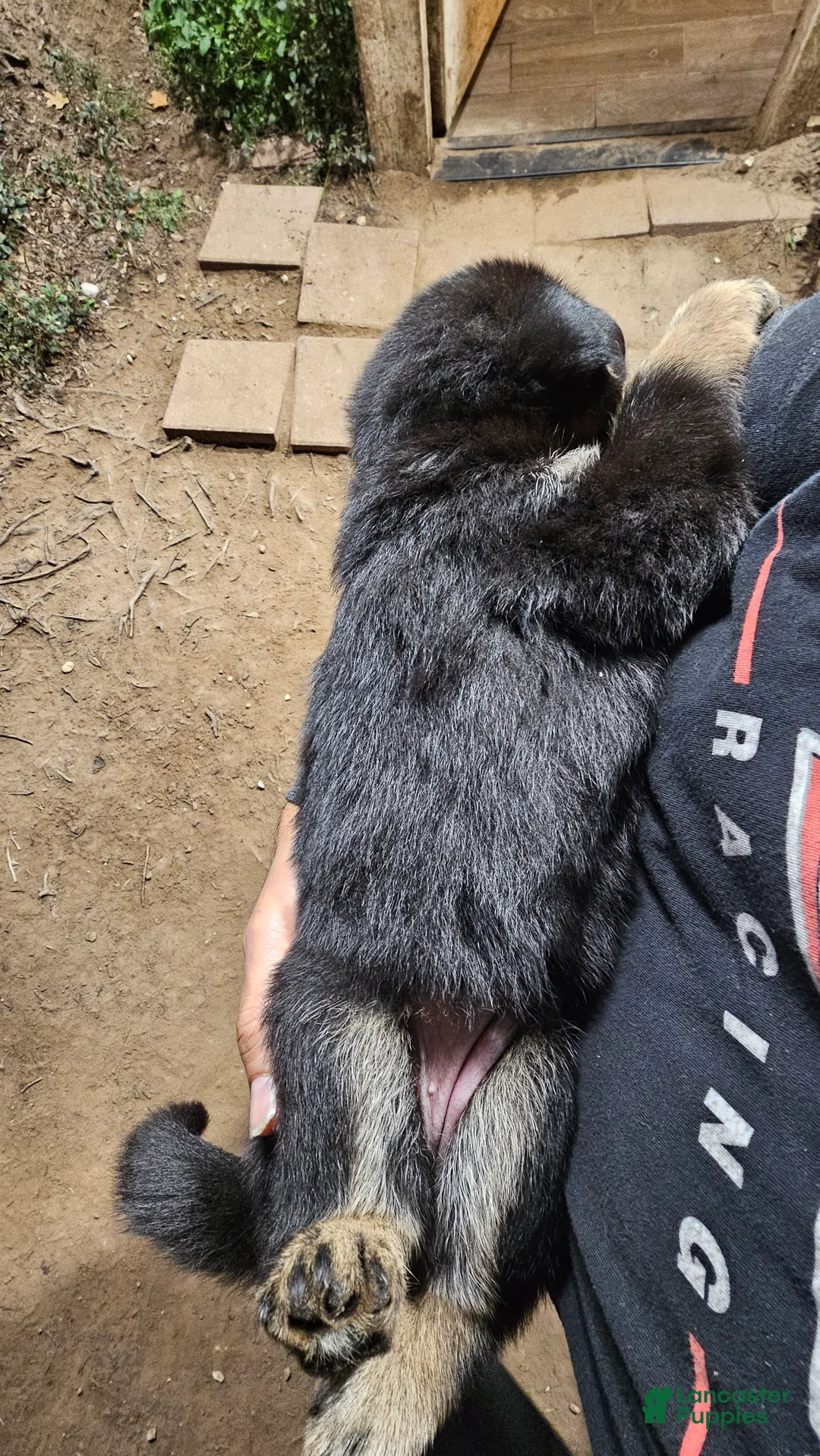 German Shepherd dogs for sale: German Shepherd Puppy 2 - Ad 6