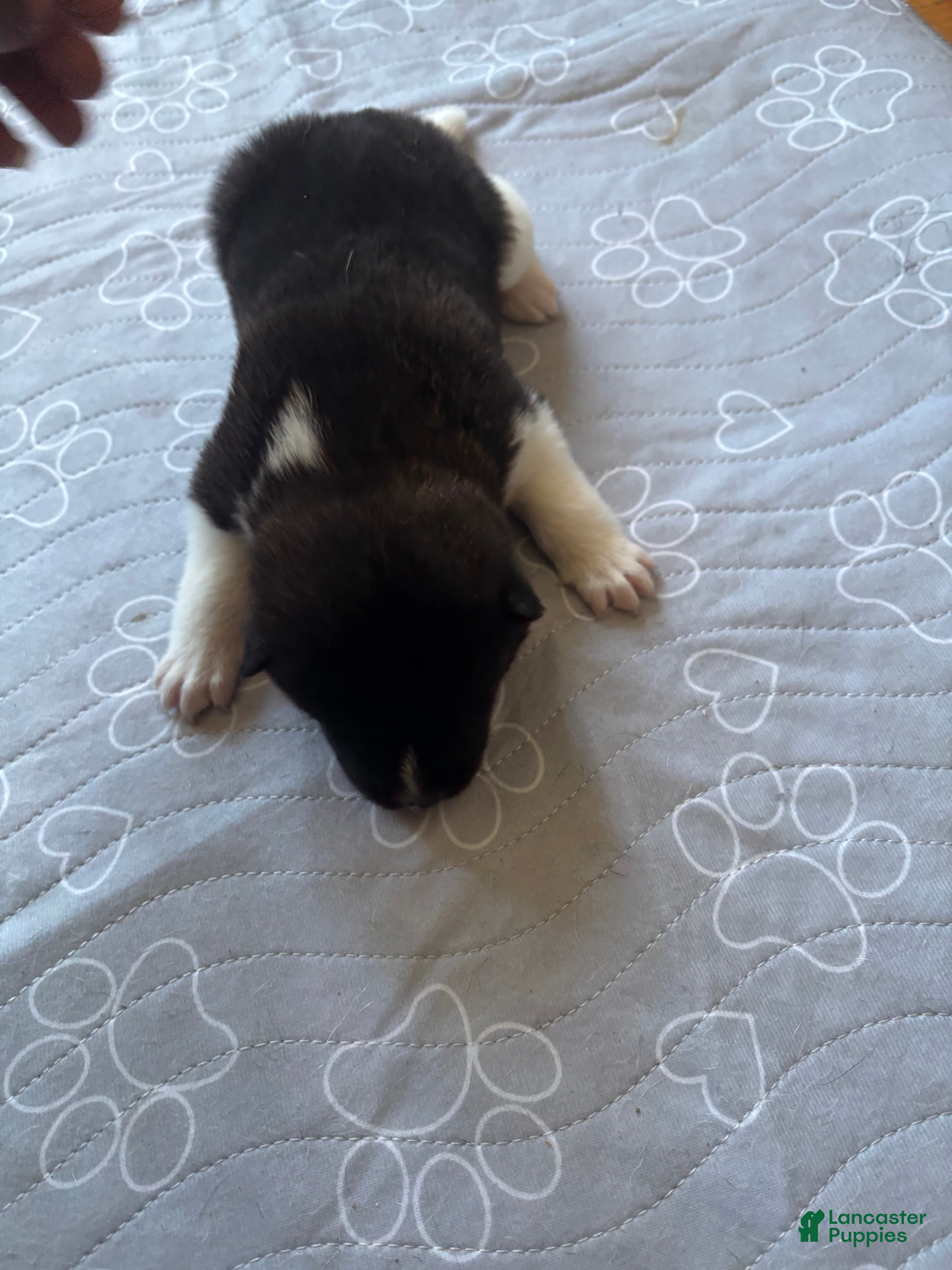 Akita dogs Akita 1 - Ad 1