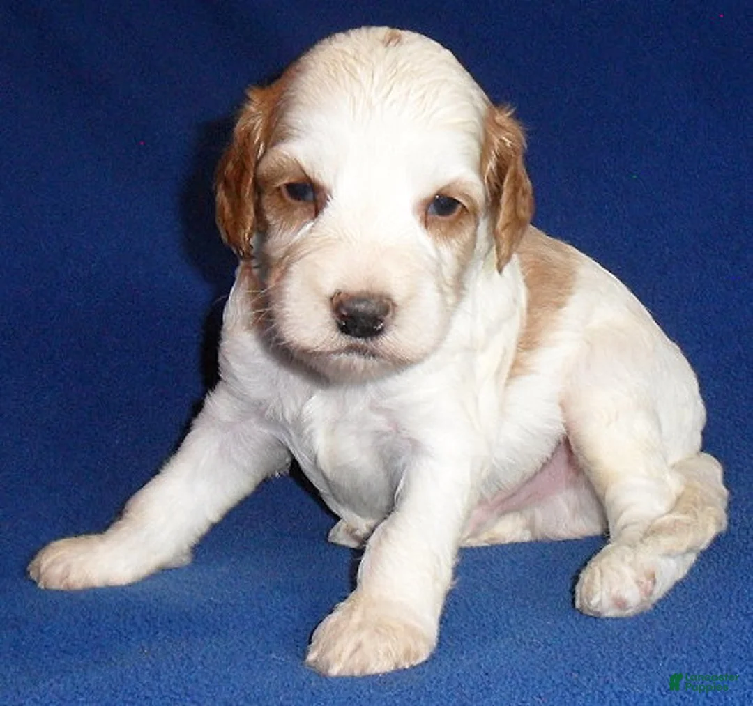 Cockapoo dogs for sale: Ollie - Ad 1